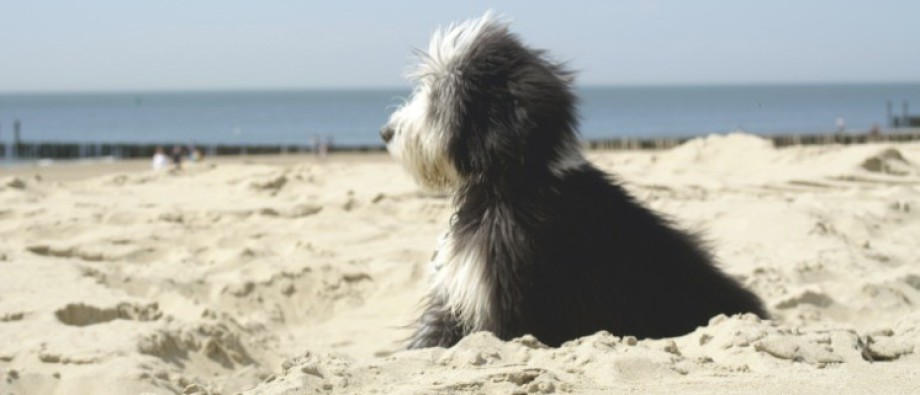 Hunde in Zoutelande
